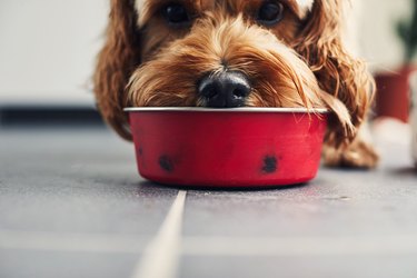 Dog eating food from a bowl