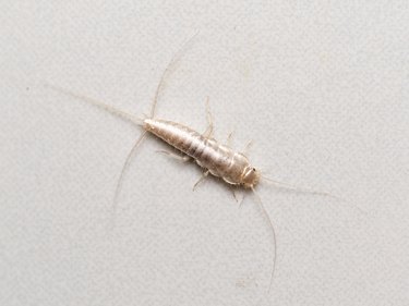 Closeup of silverfish on white background