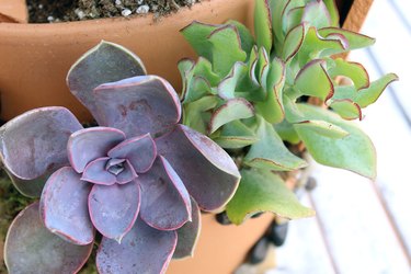 succulent plants