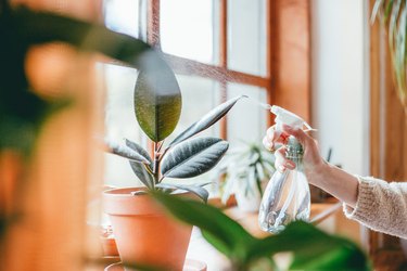 Woman watering houseplants