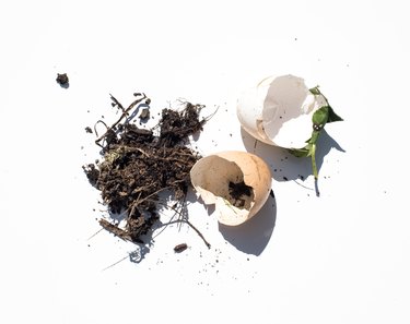 Plants and roots photographed on a white background.