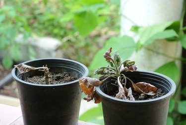 Close-Up Of Dead Plants