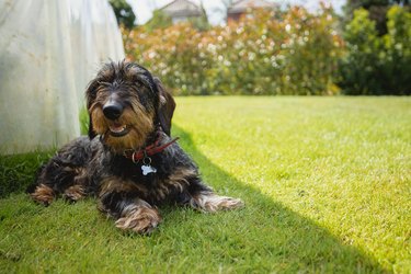 Dachshund Relaxing in the Shade of a Garden