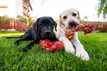 Two dogs playing together outside