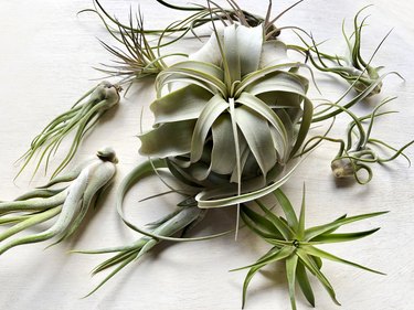 Air plants