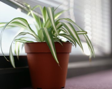 Spider plant on windowsill