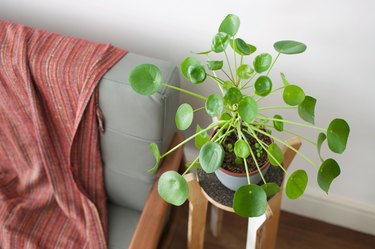 Pilea plant next to sofa