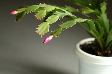 Christmas Cactus