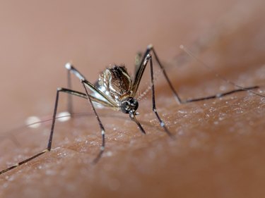 Aedes aegypti (dengue, zika, yellow fever mosquito) biting human skin, frontal view