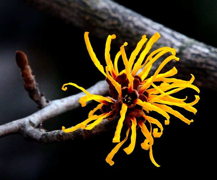 Japanese witch hazel