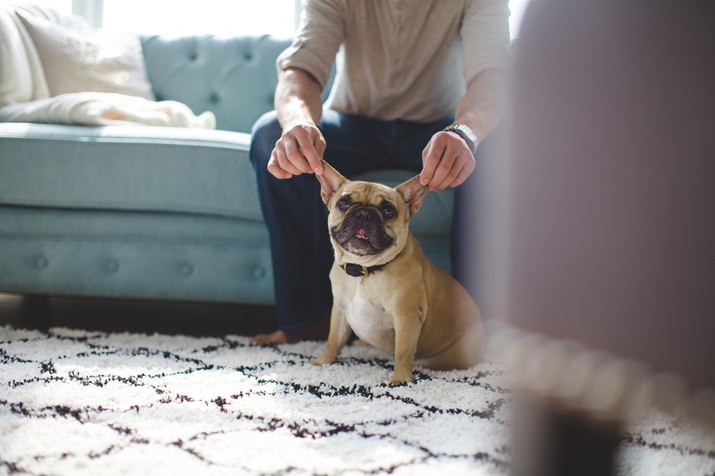 French Bulldog Ears