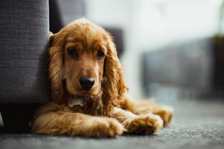 An Adorable Cocker Spaniel Puppy