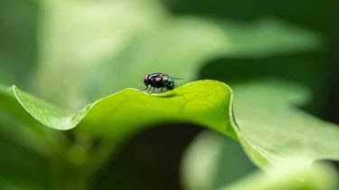 Housefly sitting on a green leaf close up macro detailed shot.