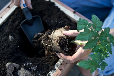 Plant vegetables.