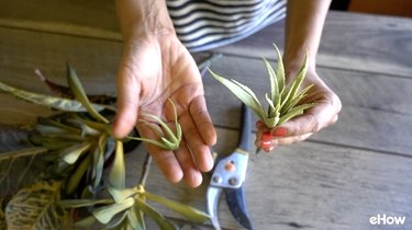 Removing fake-looking part from a faux aloe plant.