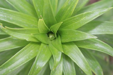 Dracaena Marginata