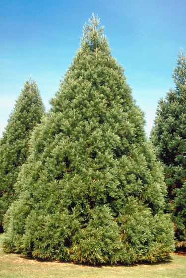 Evergreen trees