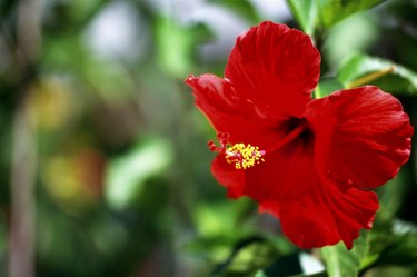 Hibiscus flower