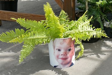 fern