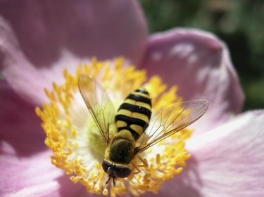 Bee on a flower bloom