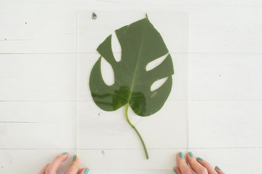 Placing leaf between plexiglass