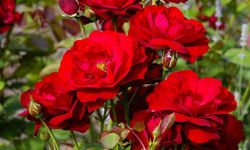 Mini red-rose bushes make elegant mantle toppers.