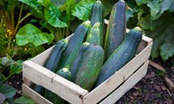 Got a bumper crop of zucchini? Share this versatile veggie with your family, friends and co-workers. See more vegetable pictures.