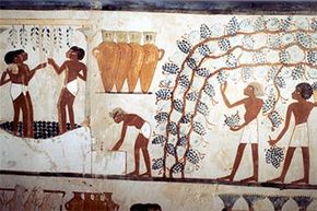 This wall painting from the tomb of the scribe Menna in ancient Egypt, circa 1419-1380 B.C.E., shows workers picking grapes in a vineyard and treading them, presumably to make wine.