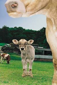 This little guy wants grass for grub! See more extreme grilling pictures.