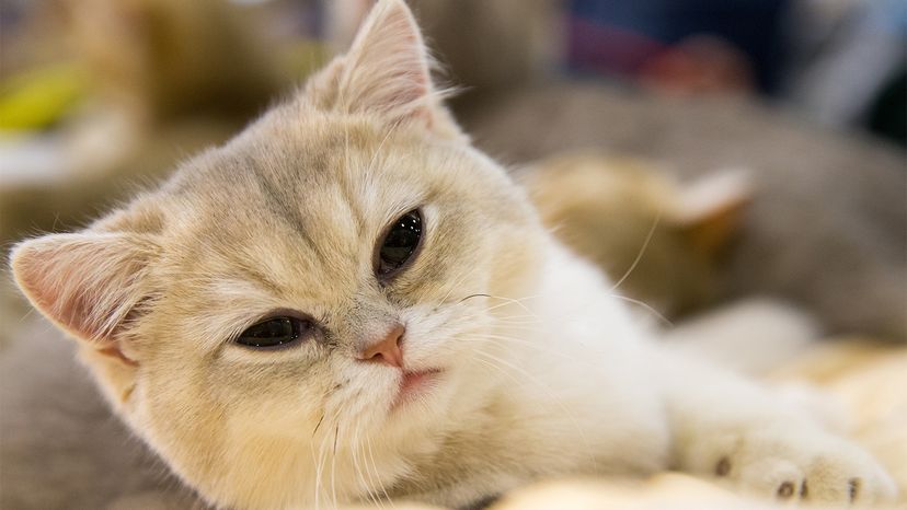 British shorthair cat