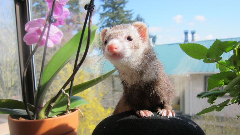 Ferret	