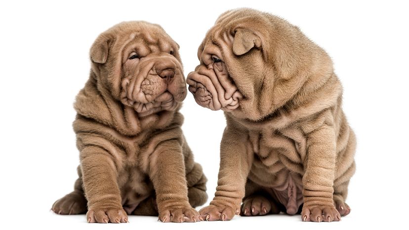 Shar Pei