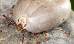 Tick (Ixodes ricinus) female engorged after a blood meal, northeast Oregon