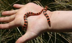 Smaller snakes are usually fine as first pets.